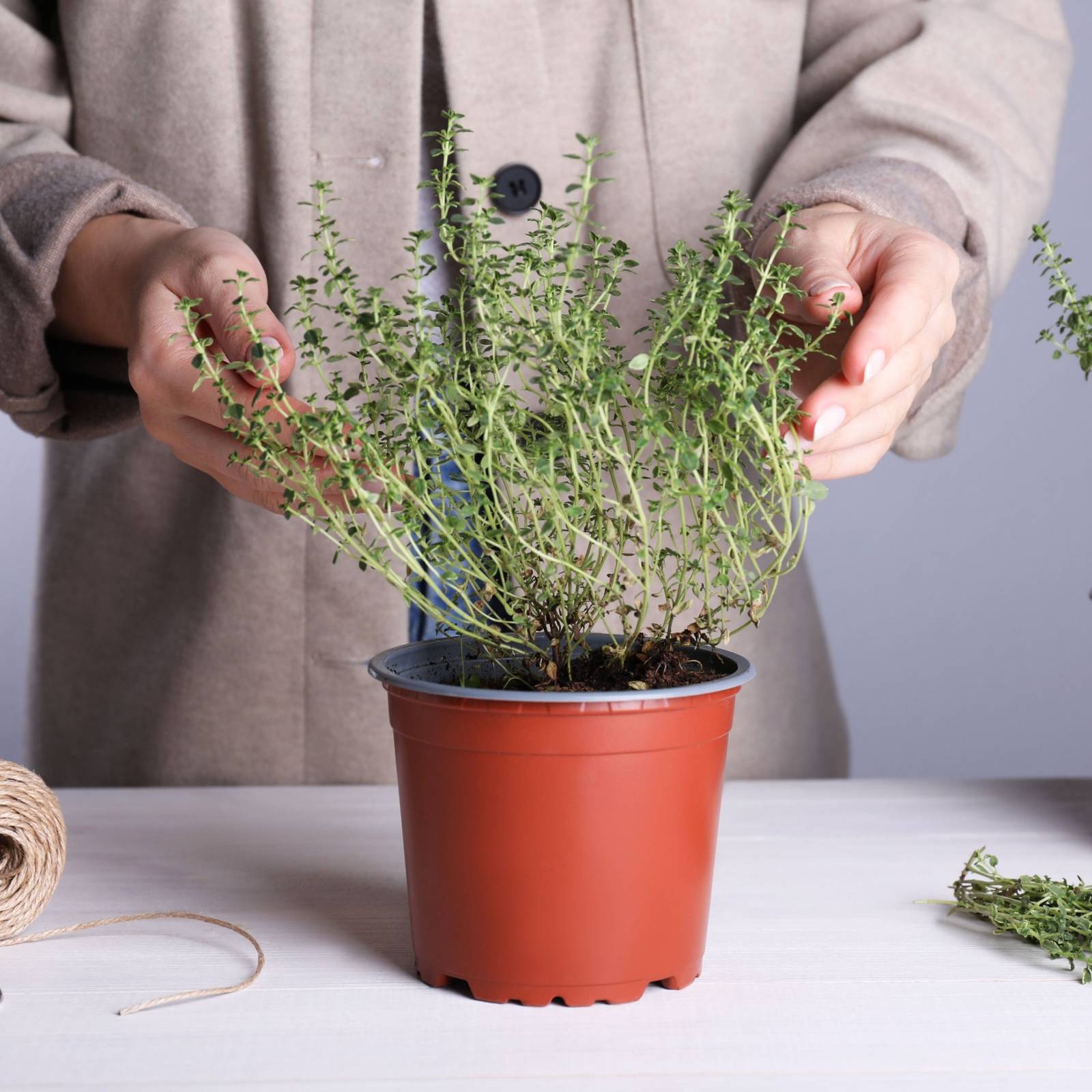 How to Grow and Care for Thyme