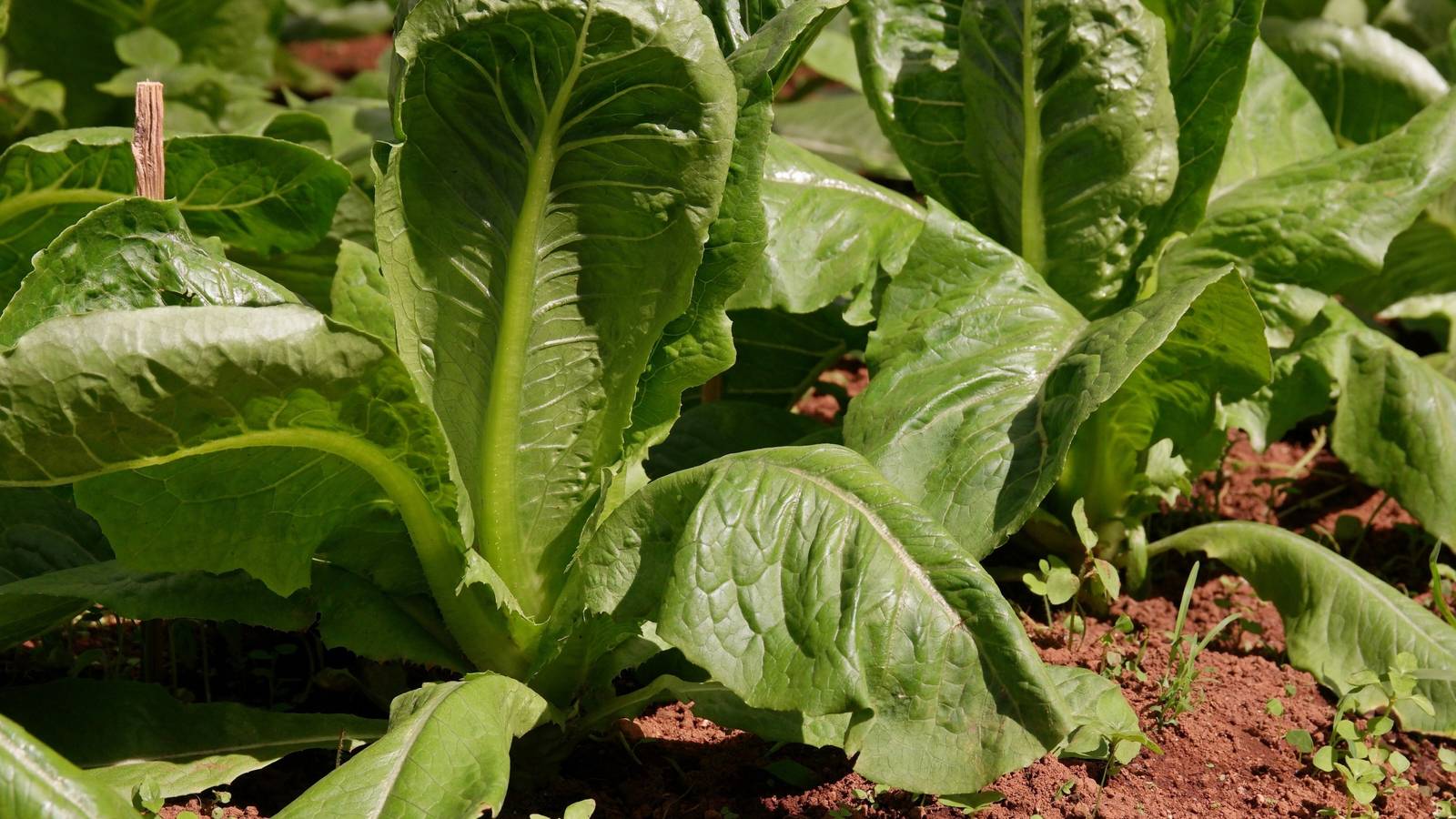 4 Reasons Why Your Lettuce is Wilting