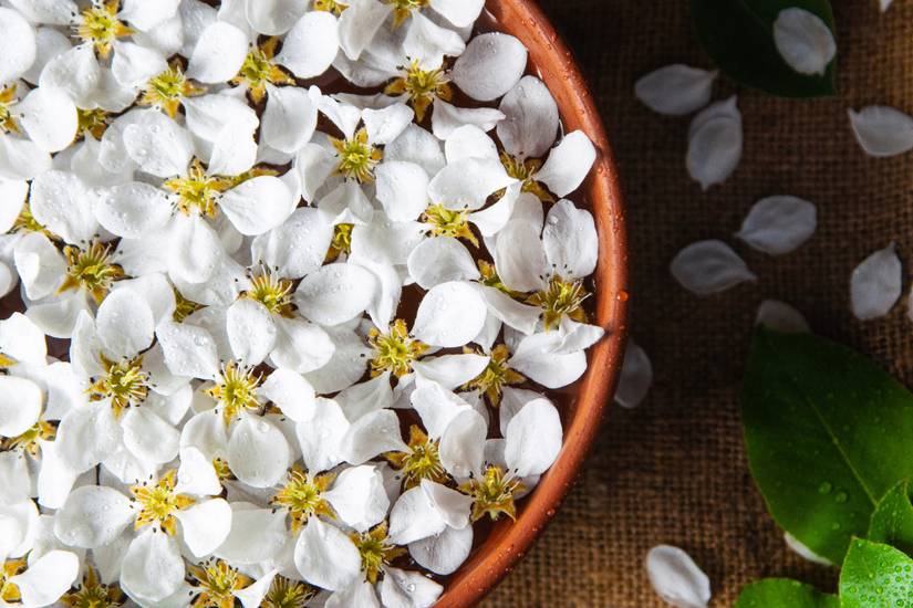 6 Benefits of Having Jasmine Plant at Home