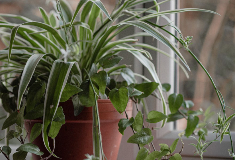 8 Benefits of Having a Spider Plant in Your Home
