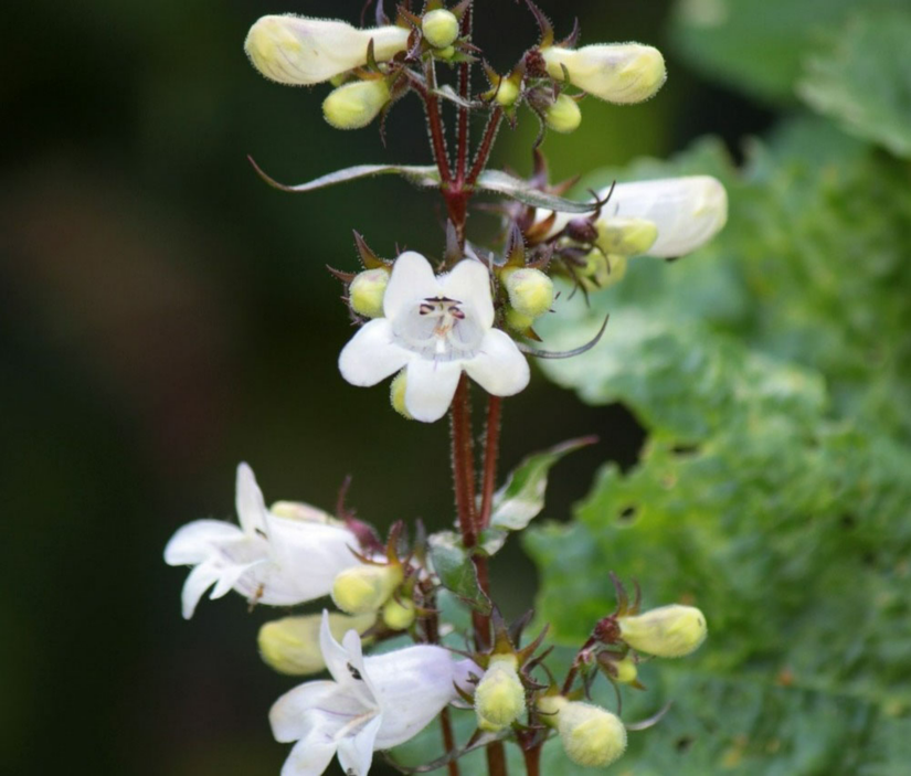 8 Plants That Repel Rabbits