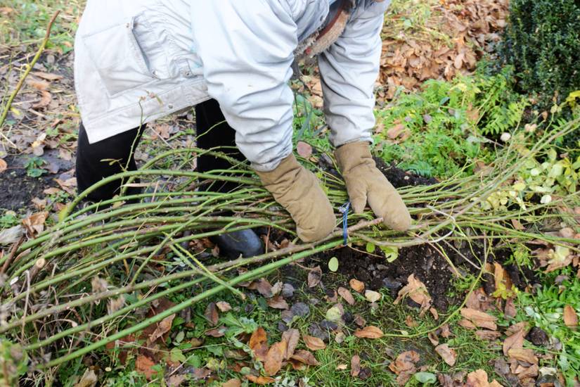 Climbing Roses Conditions 6 Tips for Growing Climbing Roses