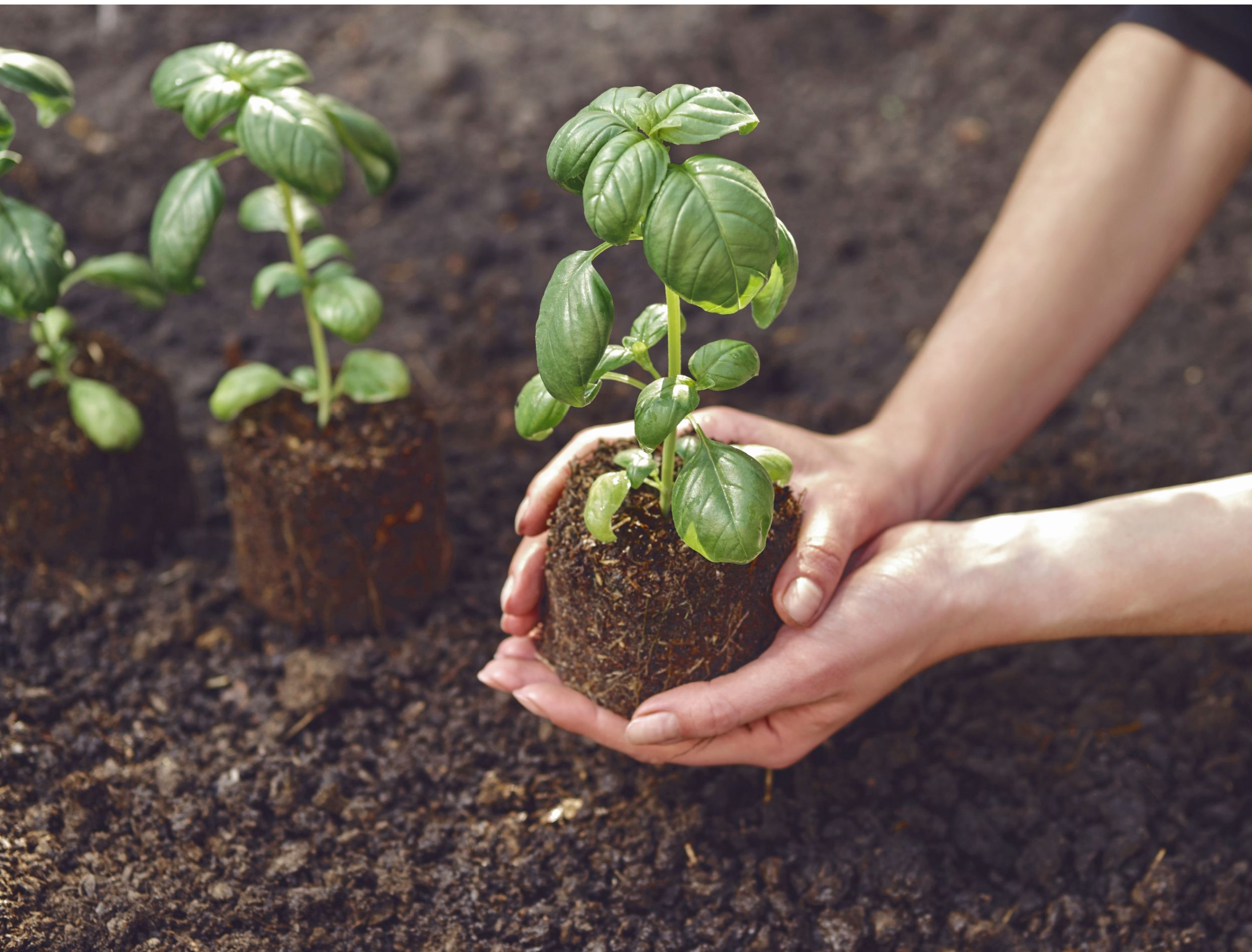 7 Tips for Growing Basil Plants in Your Garden