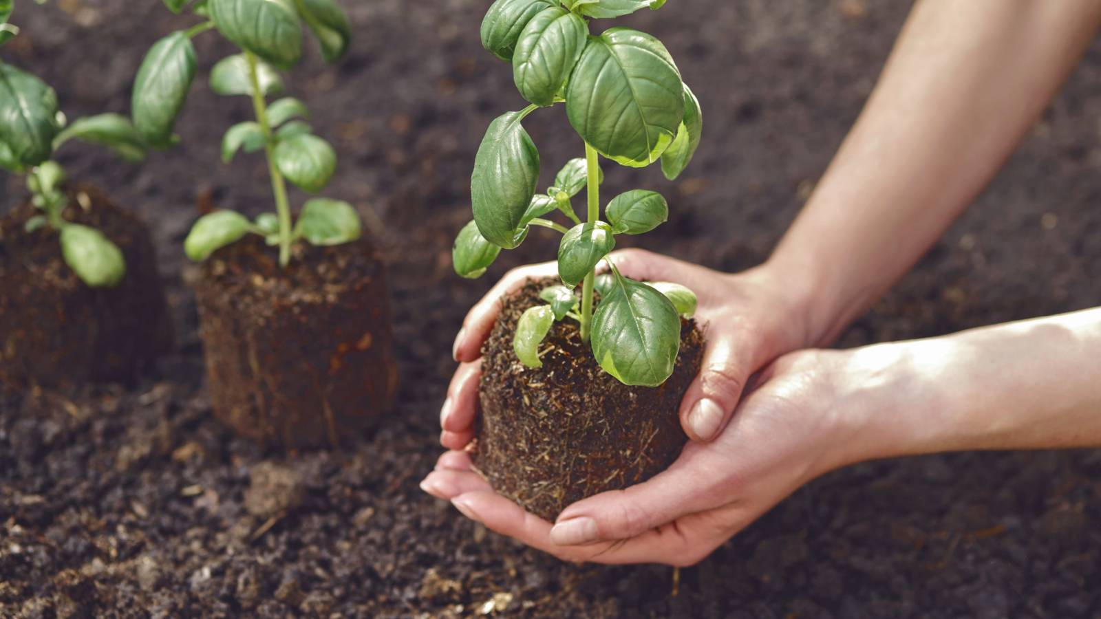 7 Tips for Growing Basil Plants in Your Garden