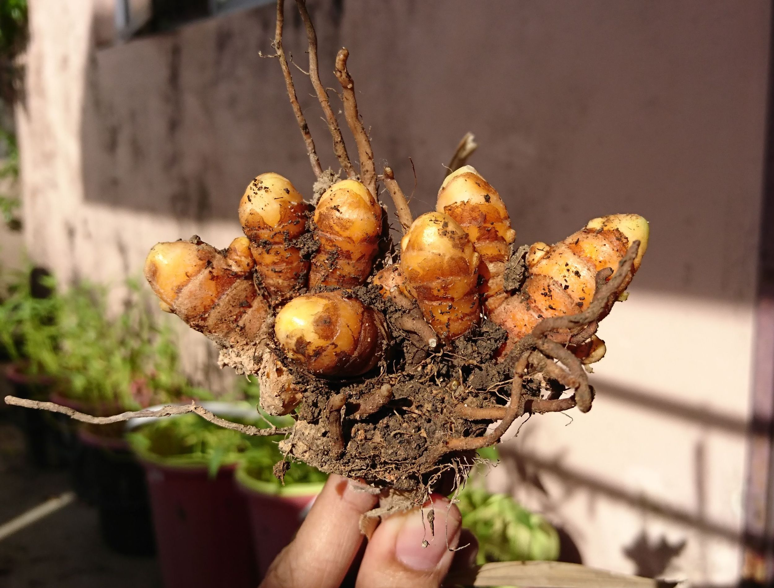 7 Tips For Growing Turmeric in Pots