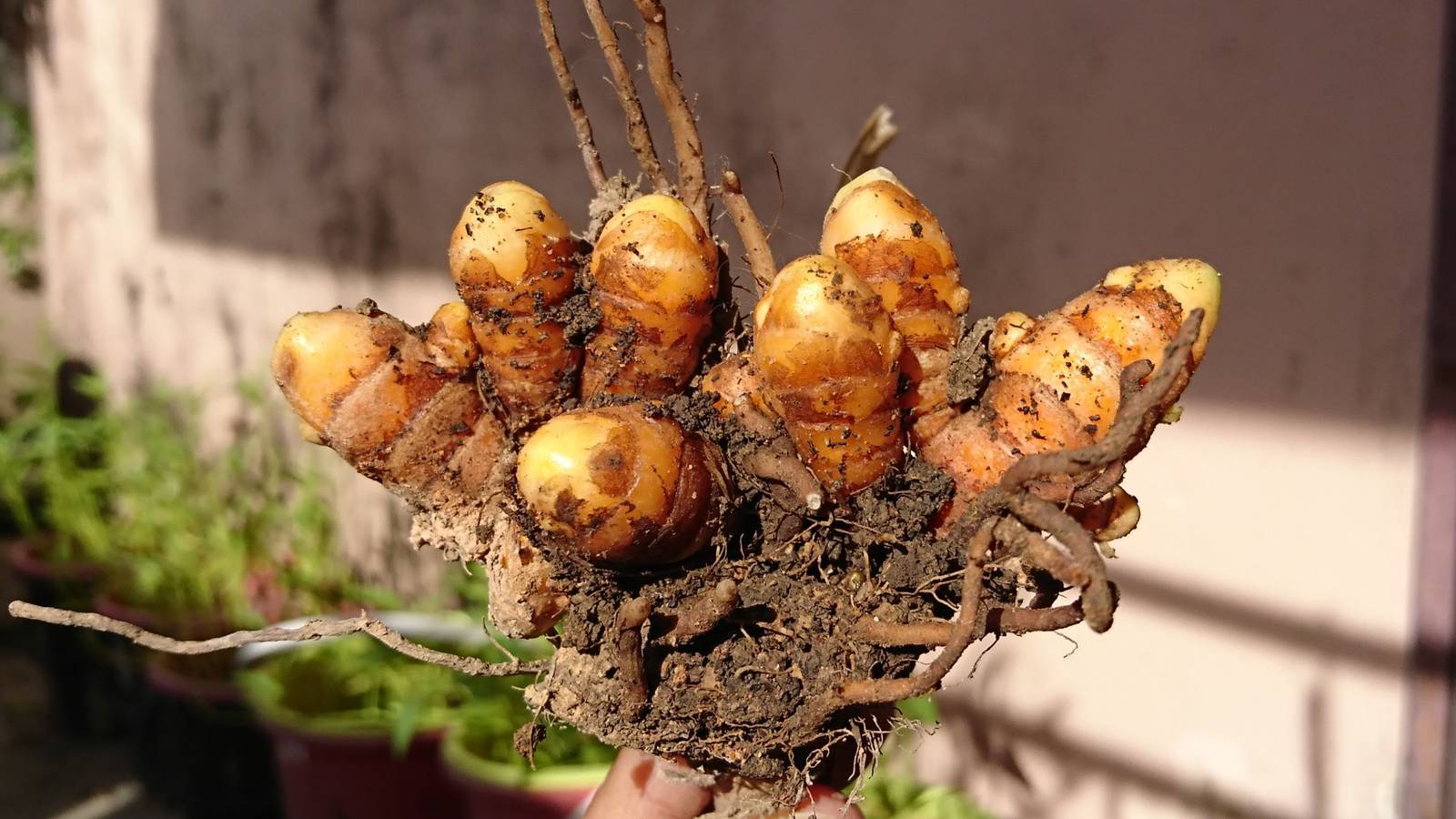 7 Tips For Growing Turmeric in Pots