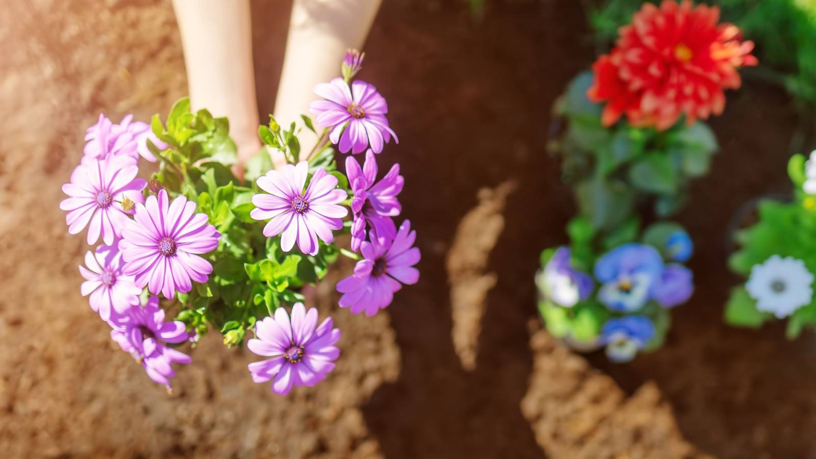 When Should You Start Planting Flowers for Spring?
