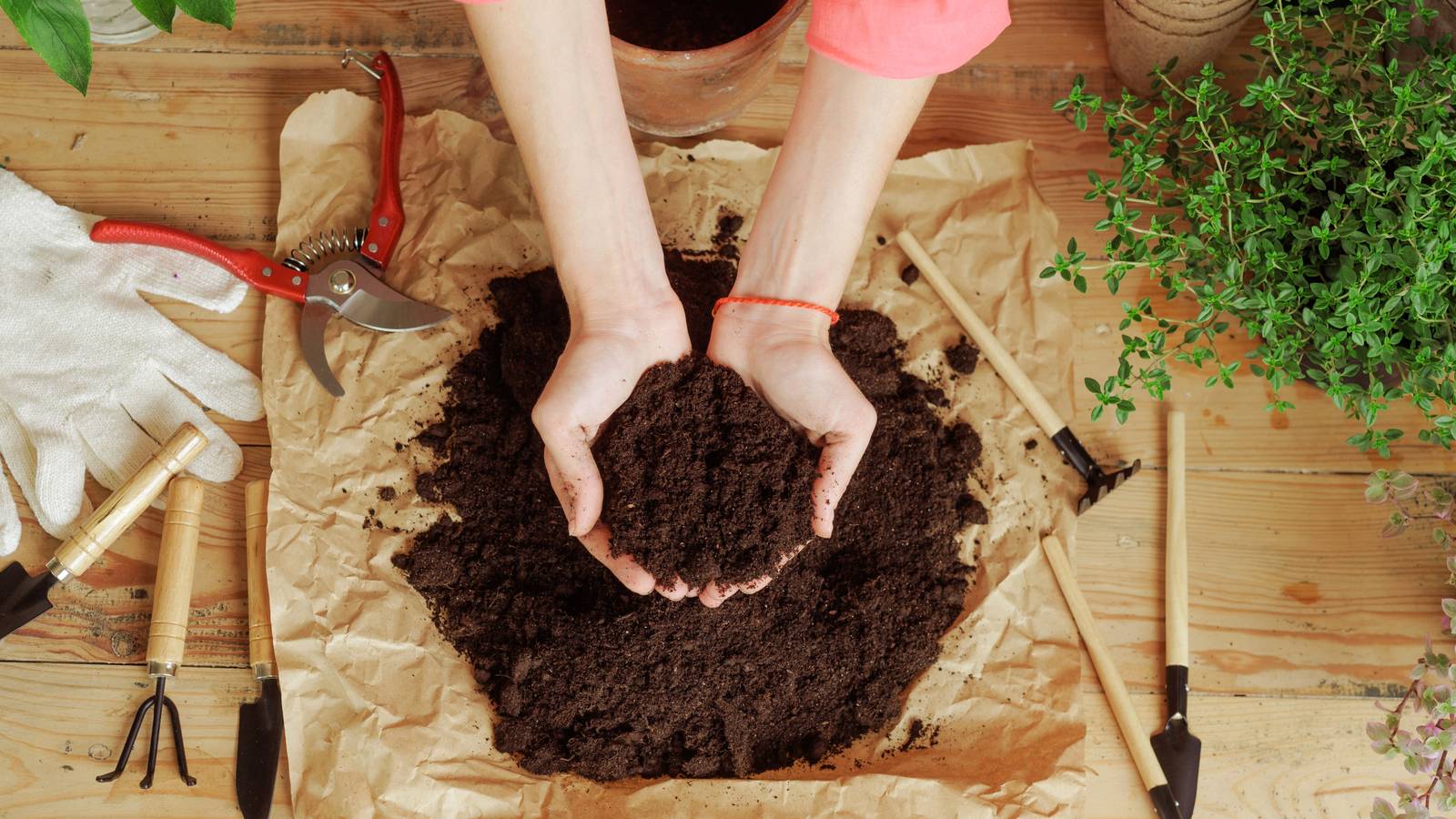 What Potting Soil Is Best for Indoor Plants?