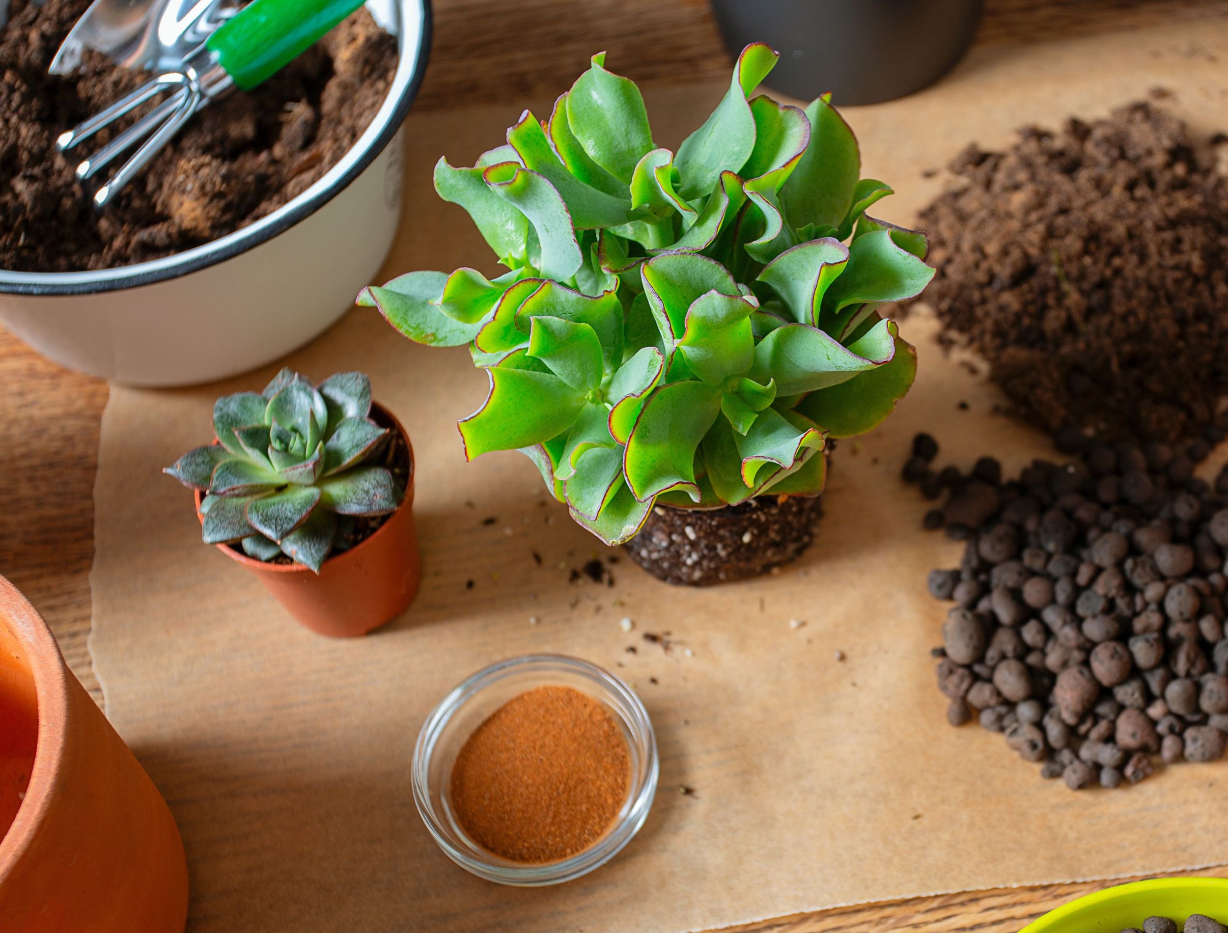 How to Use Cinnamon to Treat Mold on Plants