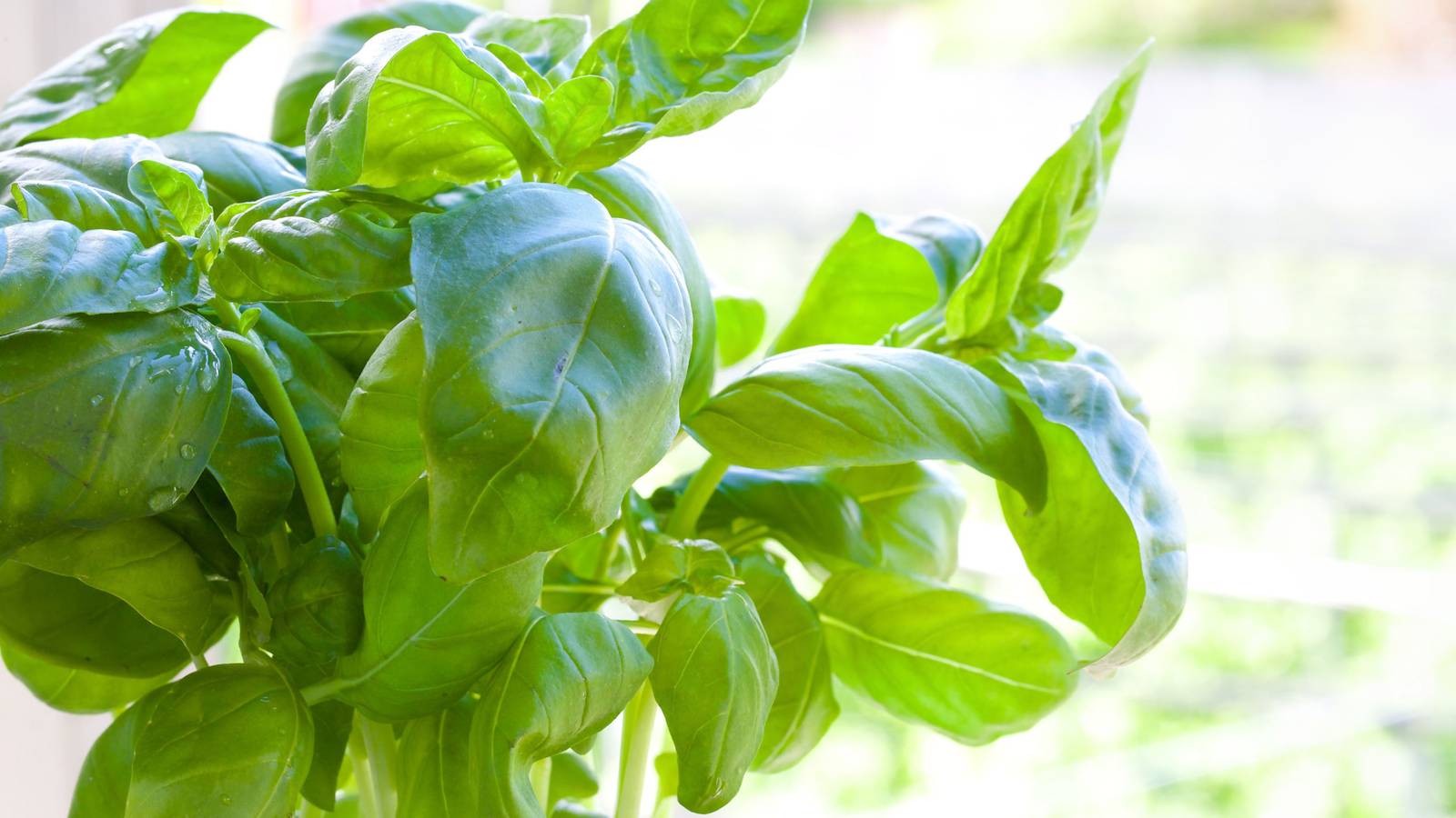 3 Common Basil Growing Problems