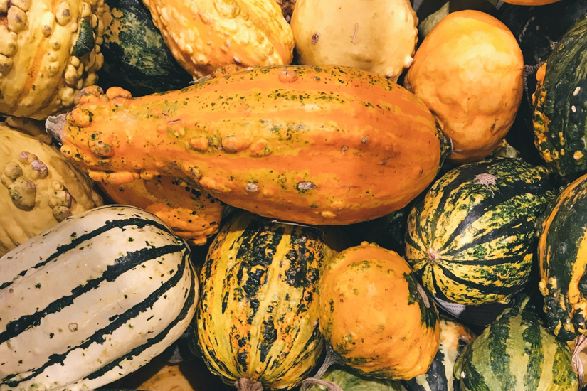 6 Tips for Growing Squash From Seed