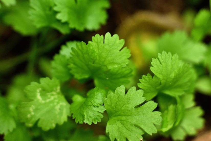 6 Tips for Growing Cilantro From Seed