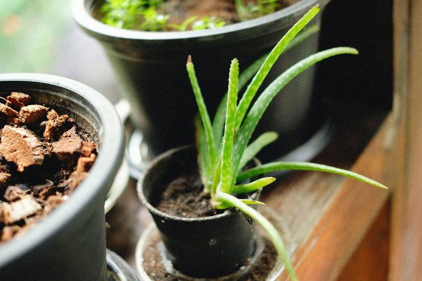 5 Tips for Growing an Aloe Plant in Your Home