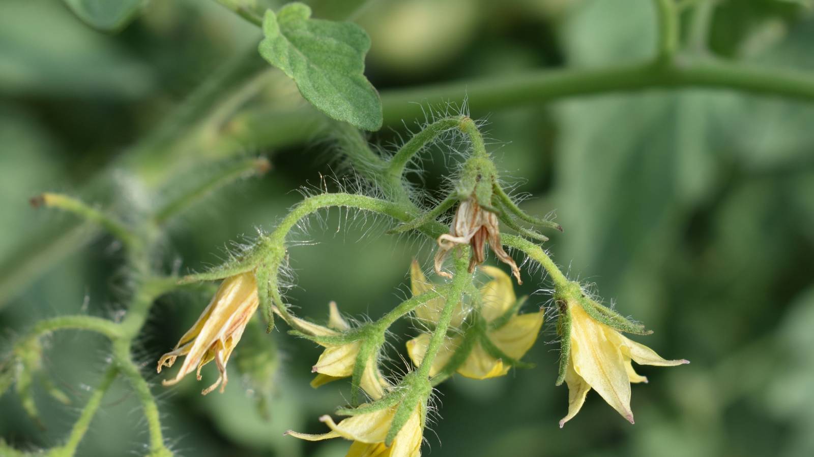 How to Prevent Blossom Drop Tomatoes: Top Tips for Healthy Yields