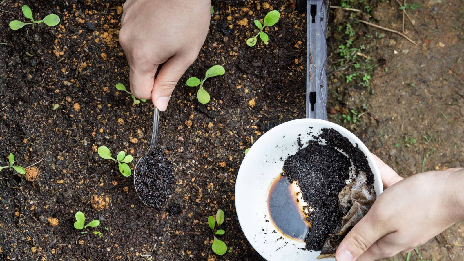 7 Reasons to Use Coffee Grounds in Your Garden