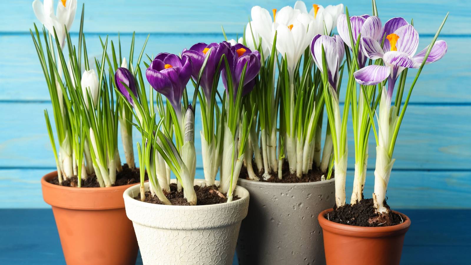 Plant Spring Flowers in Pots to Create a Mobile Garden