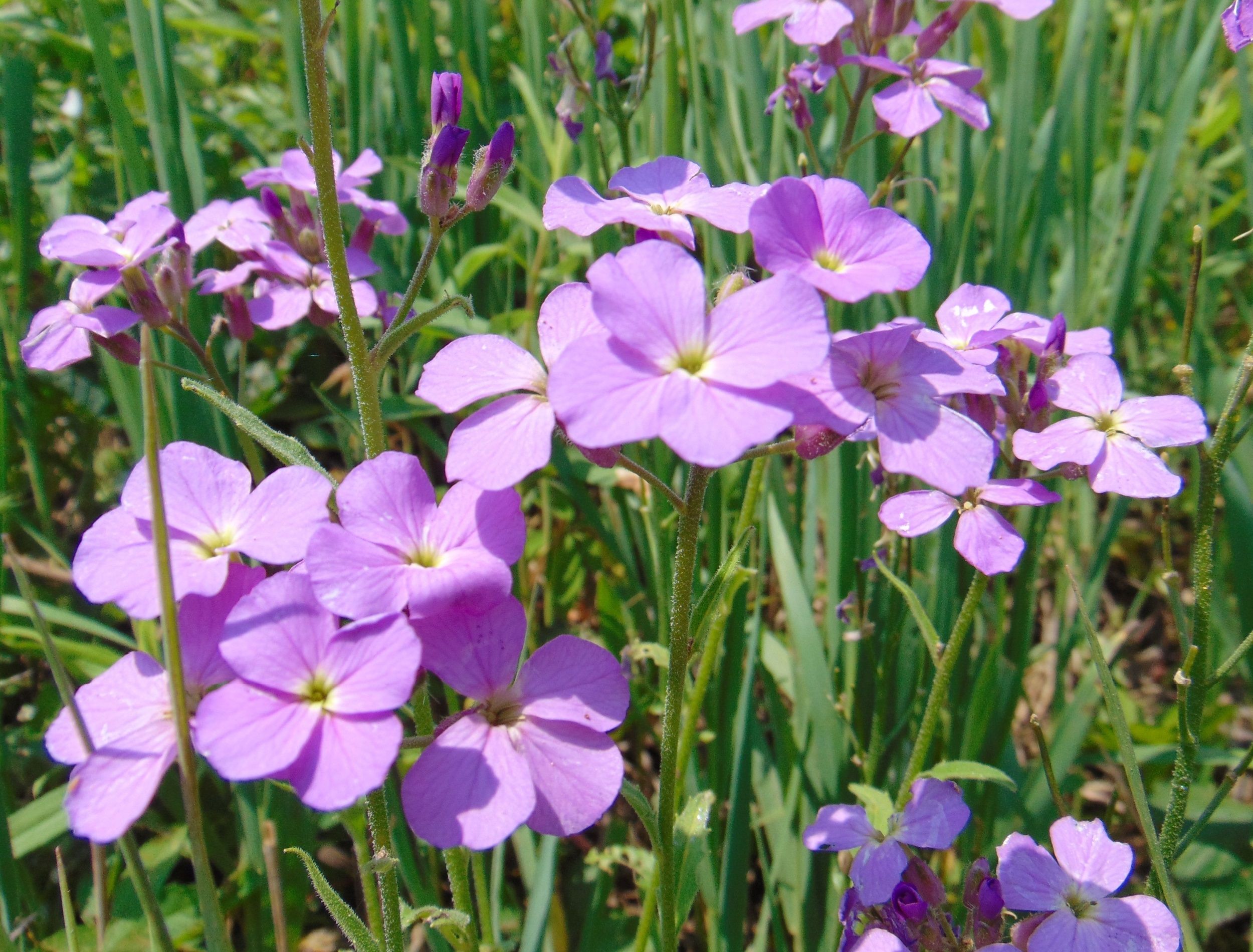 5 Invasive Plant Species to Avoid Buying at the Garden Center