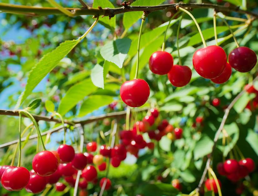 6 Tips For Growing Cherry Trees in Your Garden