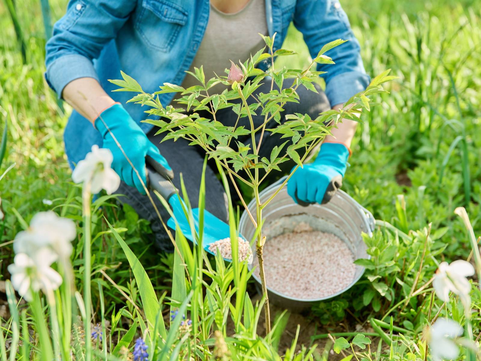 When to Fertilize Peonies for the Best Blooms