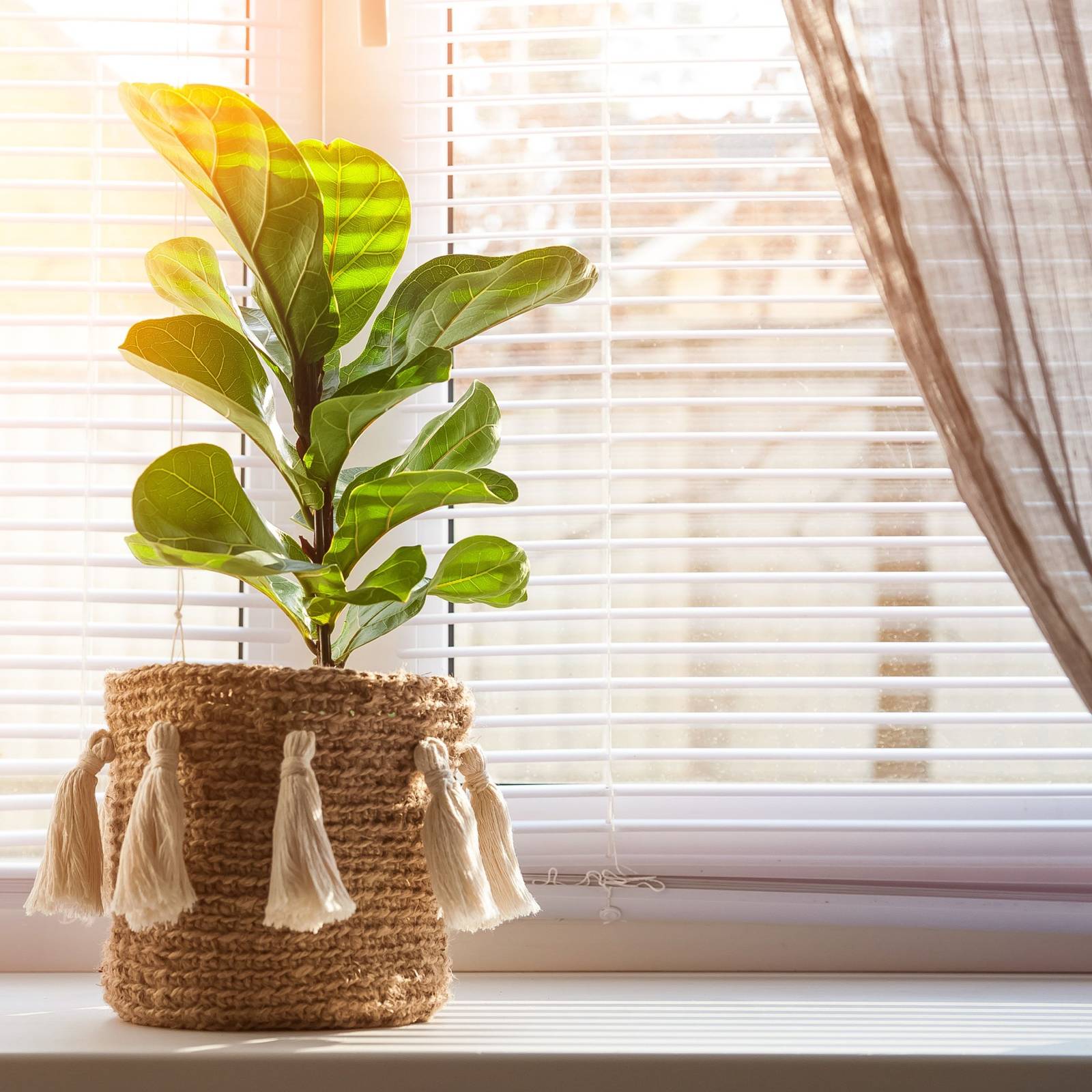 hanging monstera plant Artificial Hanging Monkey Monstera