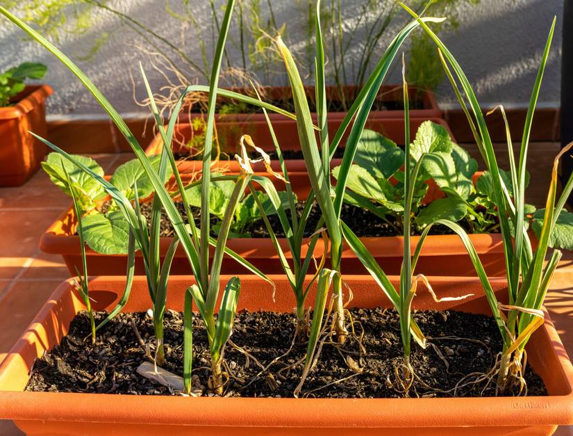 14 Plants That Repel Flies