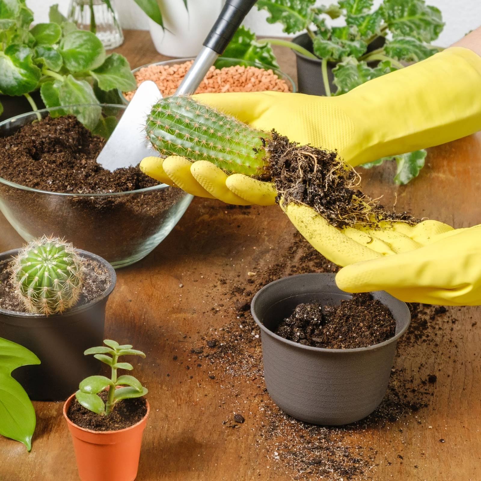 How to Grow and Care For Indoor Cacti