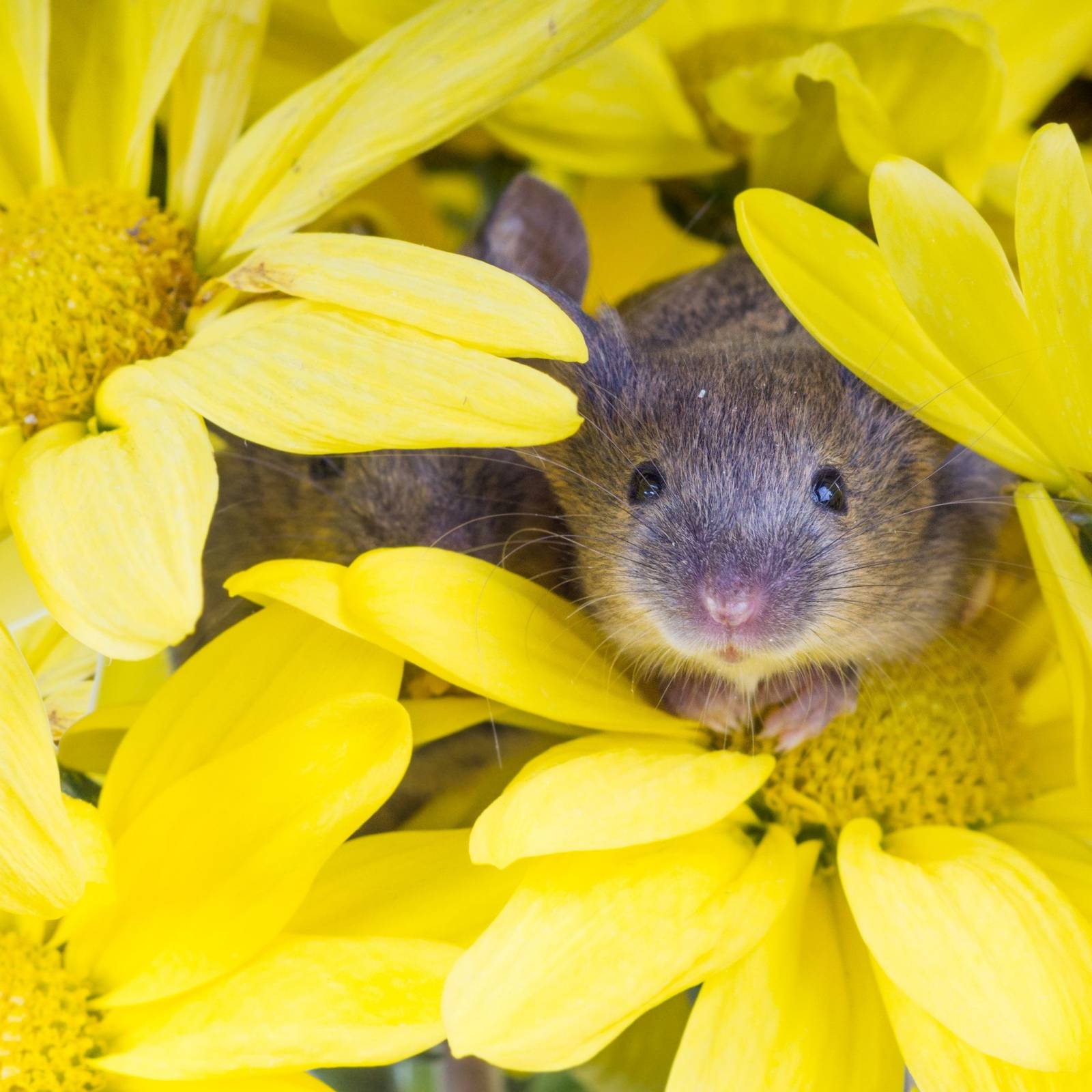 4 Plants and Herbs That Repel Mice and Other Rodents