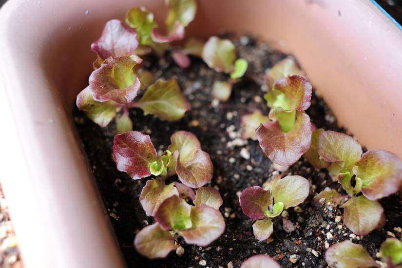 How to Grow Lettuce in Containers