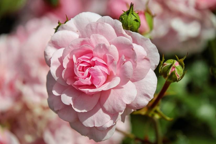 When to Fertilize Your Roses For Bigger Blooms