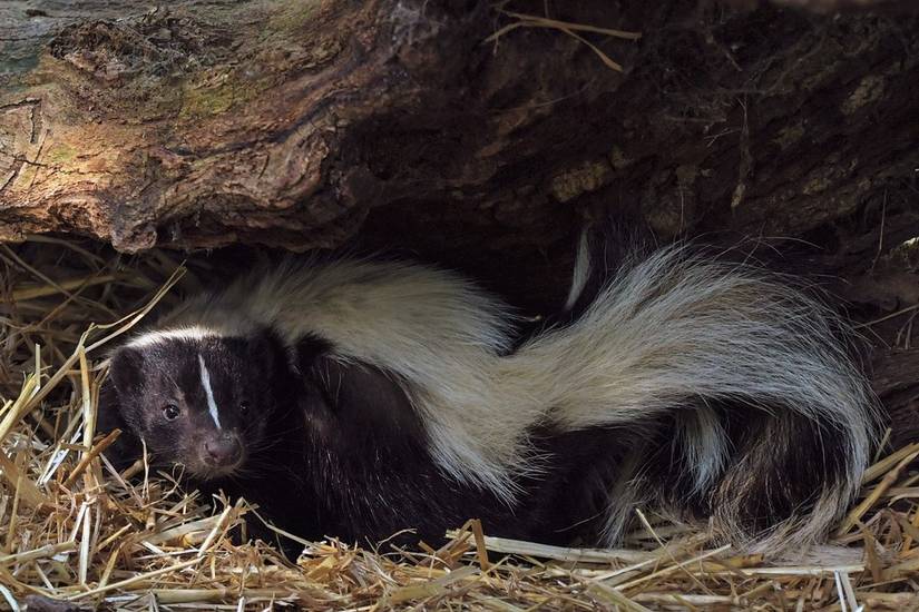 5 Plants That Keep Skunks Out of Your Garden