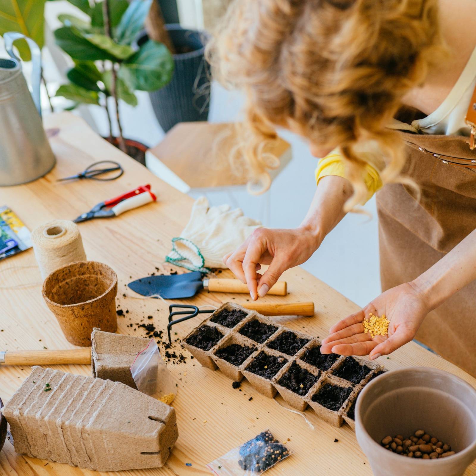 6 Best Flower Seeds to Start Indoors