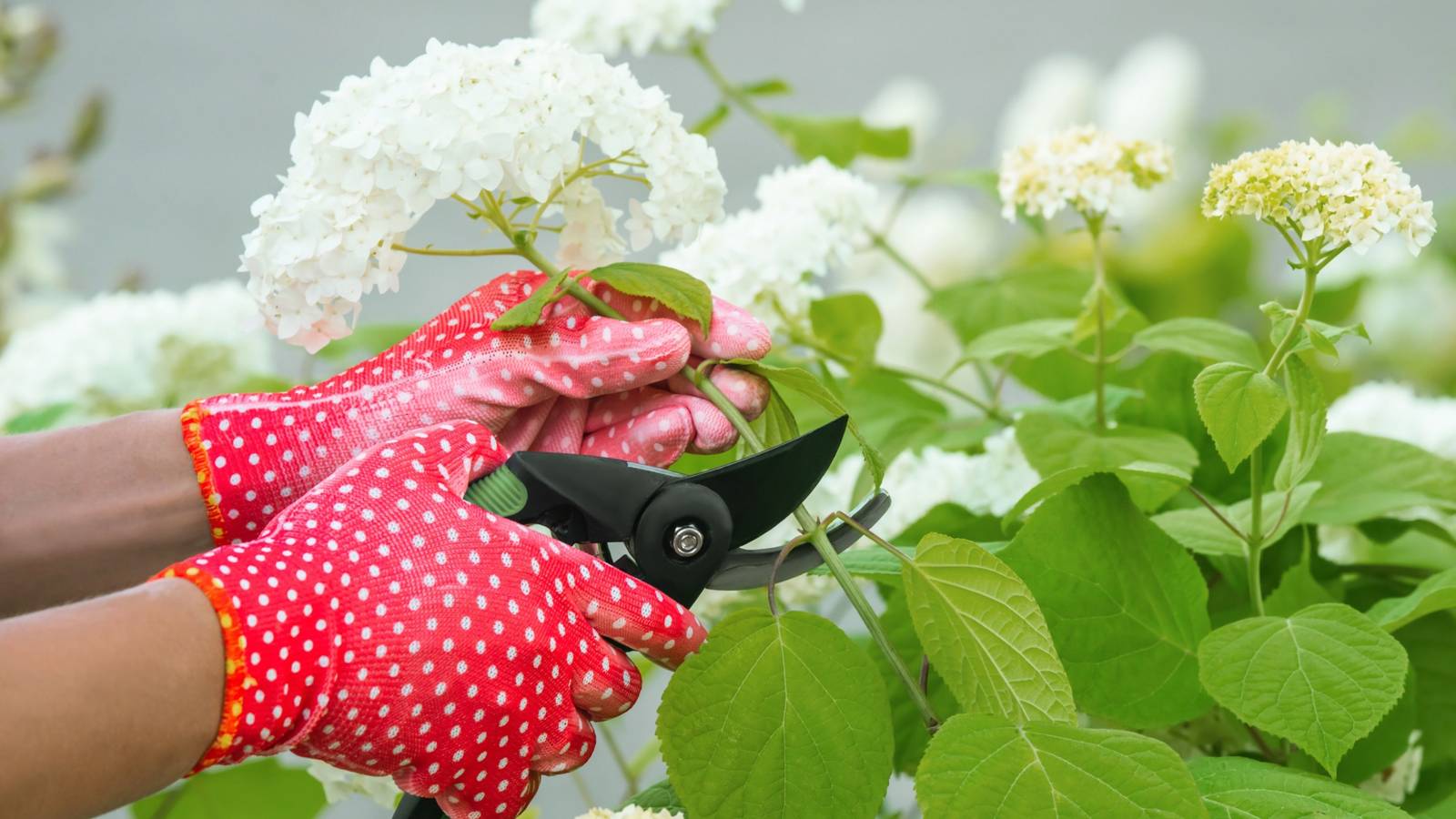 Should You Prune Hydrangeas in the Spring?