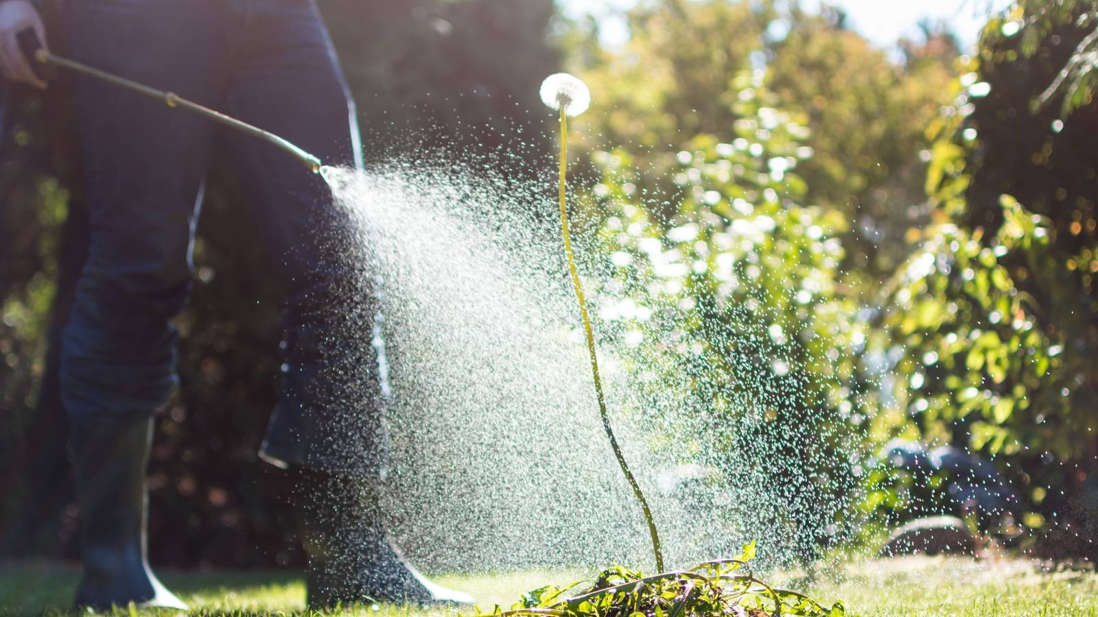 sweet corn herbicides Sweet Corn Side Dress Fertilizer 40 lbs. – OFS Lawn and Garden Fertilizers