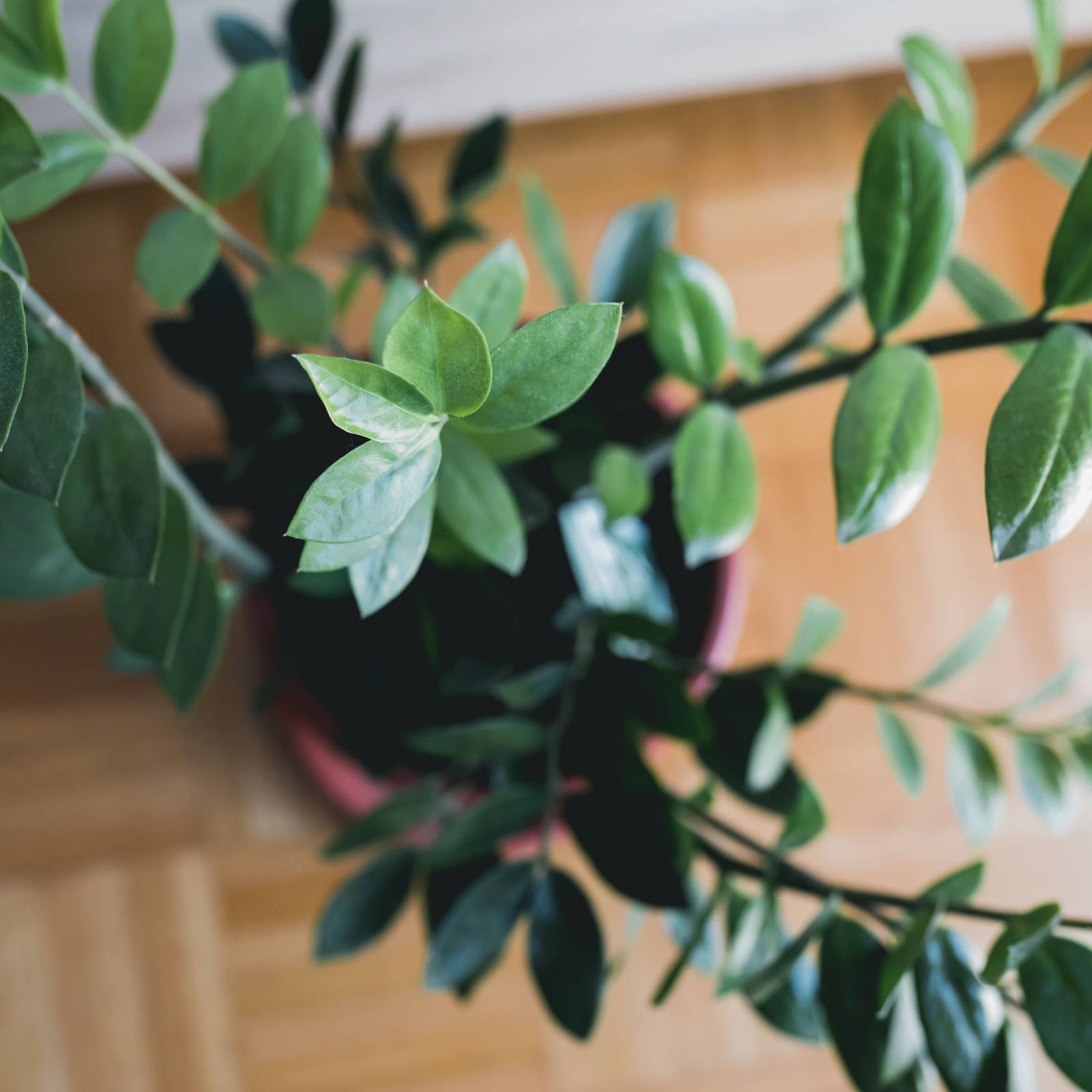 brazilian wood plant deutsch Brazilian Wood – Souq Garden