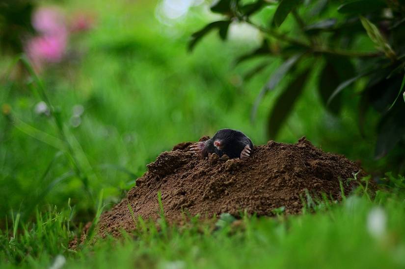 How to Get Rid of Moles in Your Yard or Garden