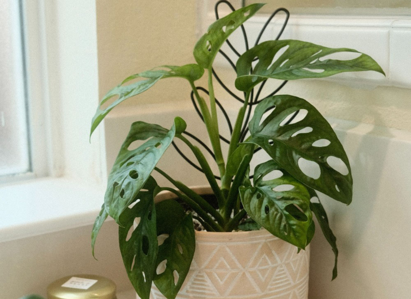 5 Monstera Varieties for Your Home