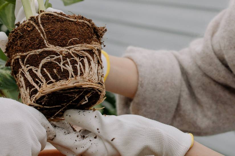 How to Use Hydrogen Peroxide for Root Rot