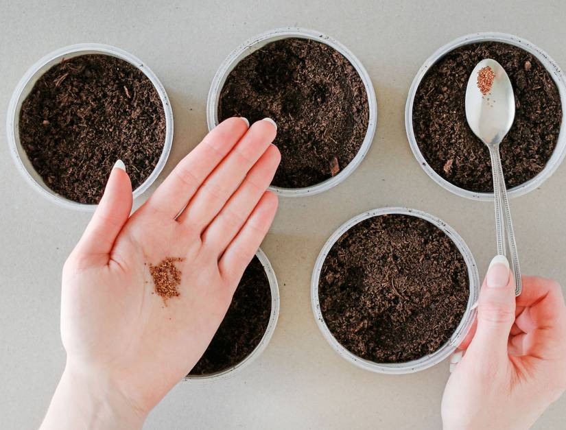 7 Tips for Growing Strawberries From Seed
