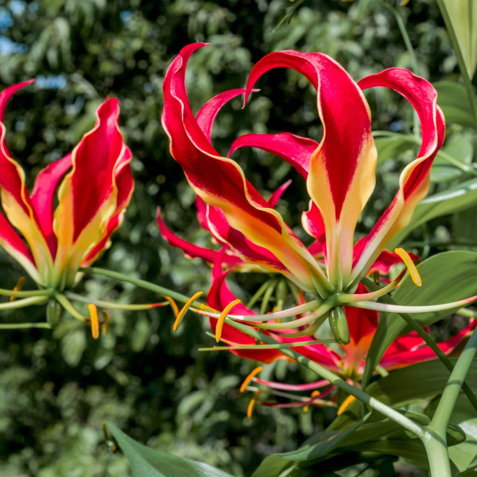8 Poisonous Flowers to Watch for in Your Garden