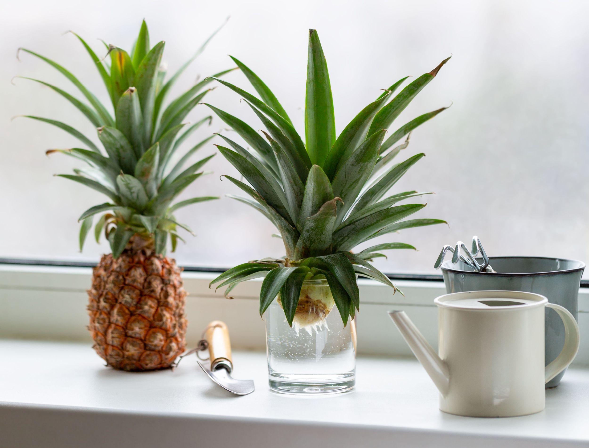 How to Grow Pineapple from Pineapple