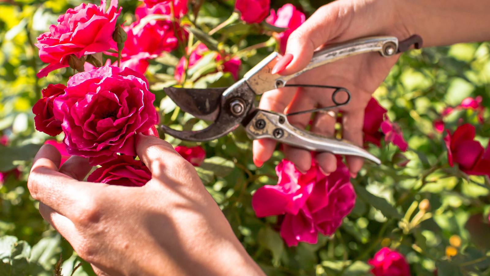 Prune Roses When the Forsythia Blooms