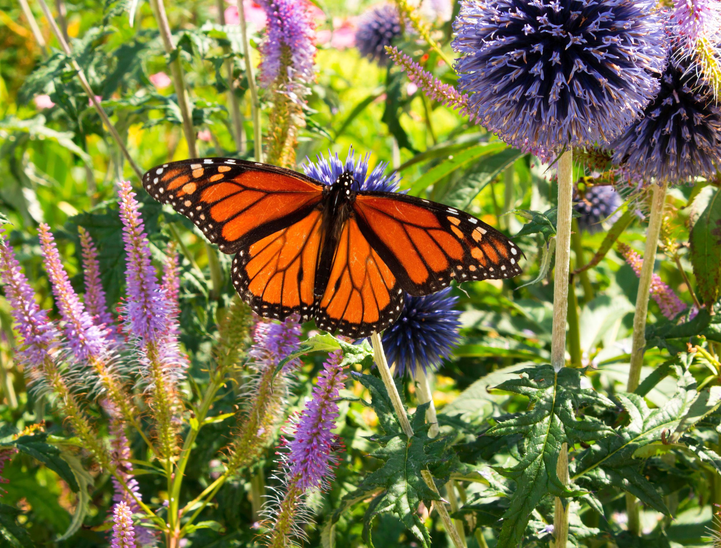 5 Plants That Attract Monarch Butterflies