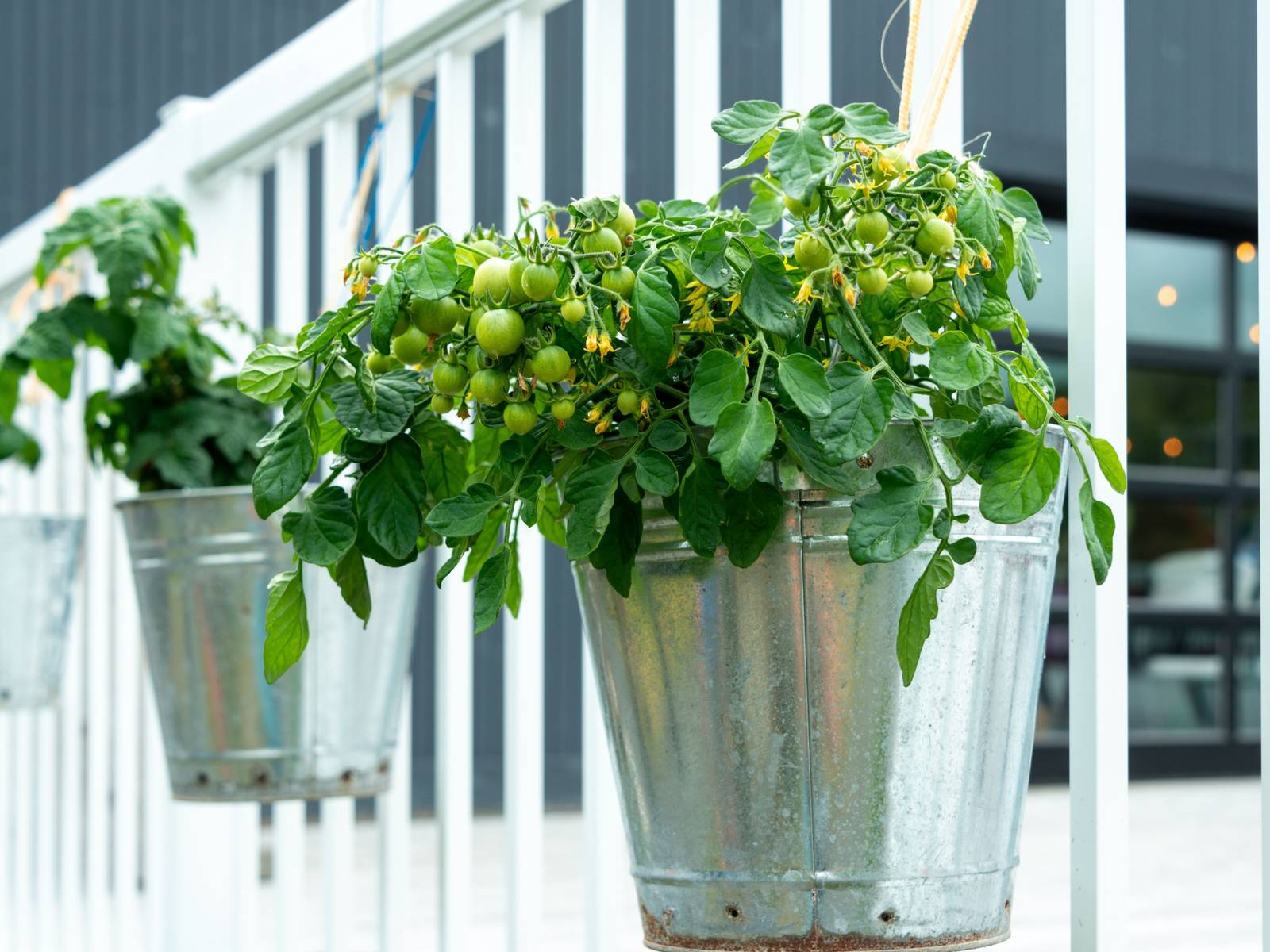 hanging plant chains Large Black Hanging Flowerpot with Chains by BlueRoomPottery