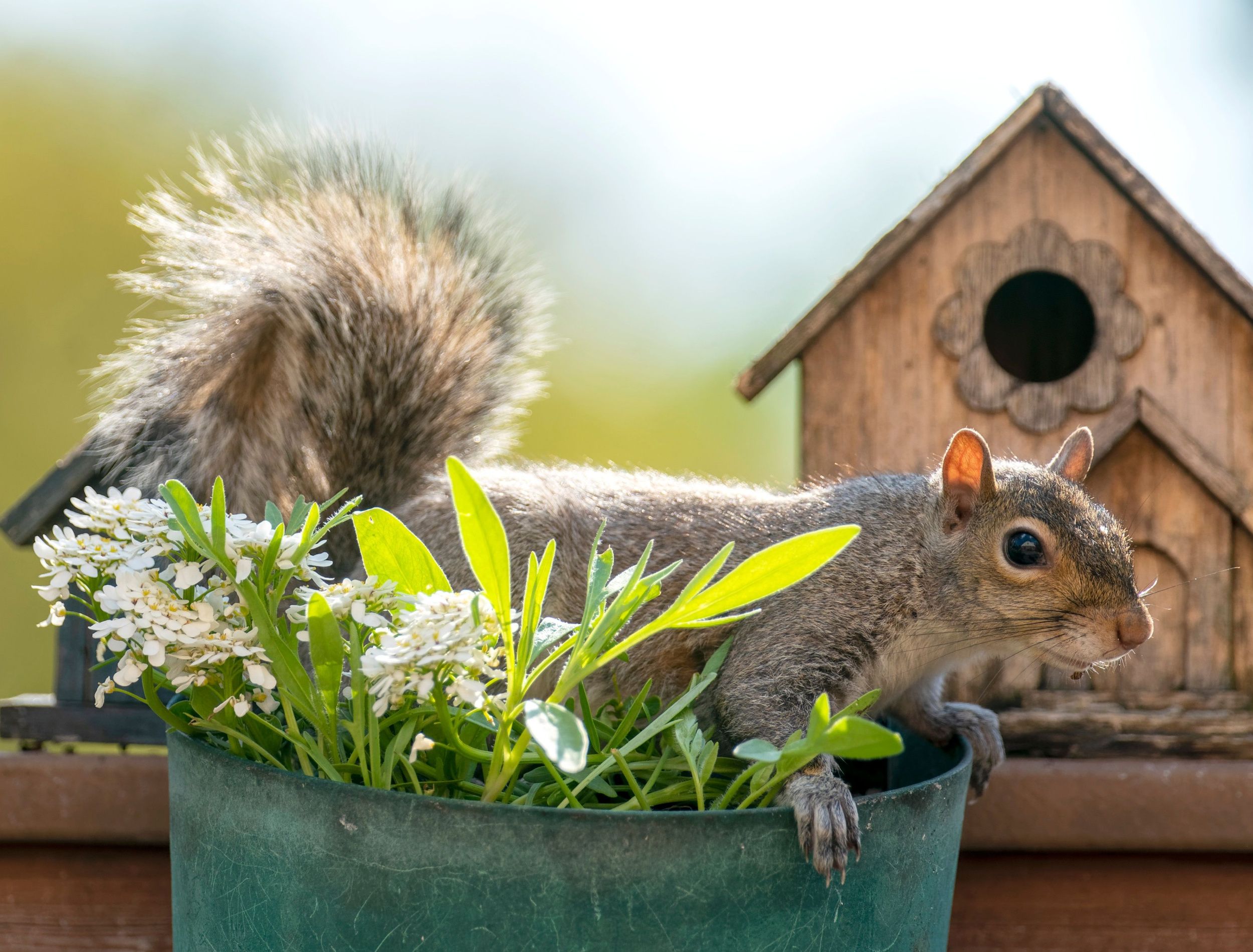 9 Ways to Keep Squirrels Out of Your Potted Plants