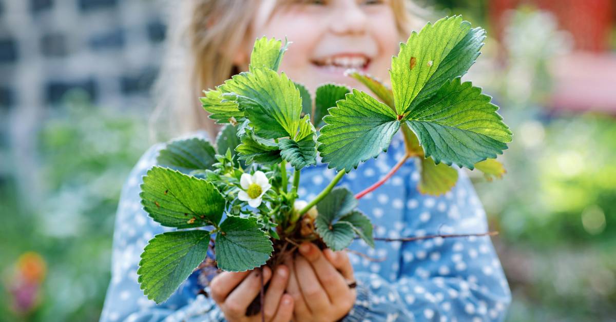 where are the seeds on a strawberry 15 GIANT STRAWBERRY Fragaria spp June Bearing Huge Red Berry Fruit White  Flower Seeds main image 1