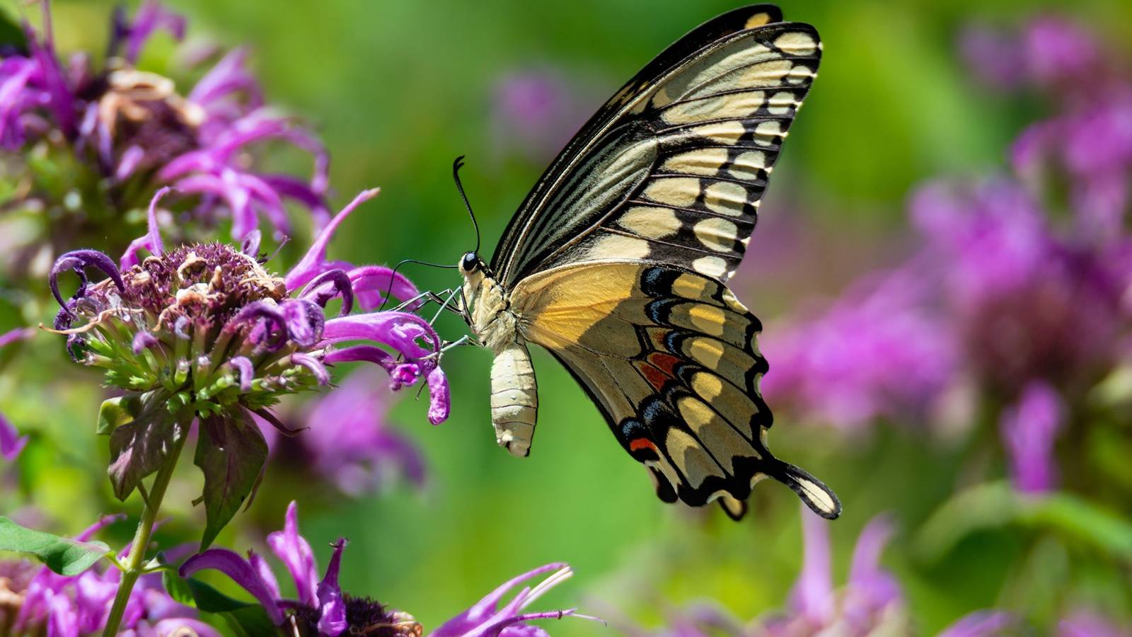 Best Plants for a Butterfly Garden in Florida: Stunning Picks 4 Best Plants for a Butterfly Garden in Florida: Stunning Picks