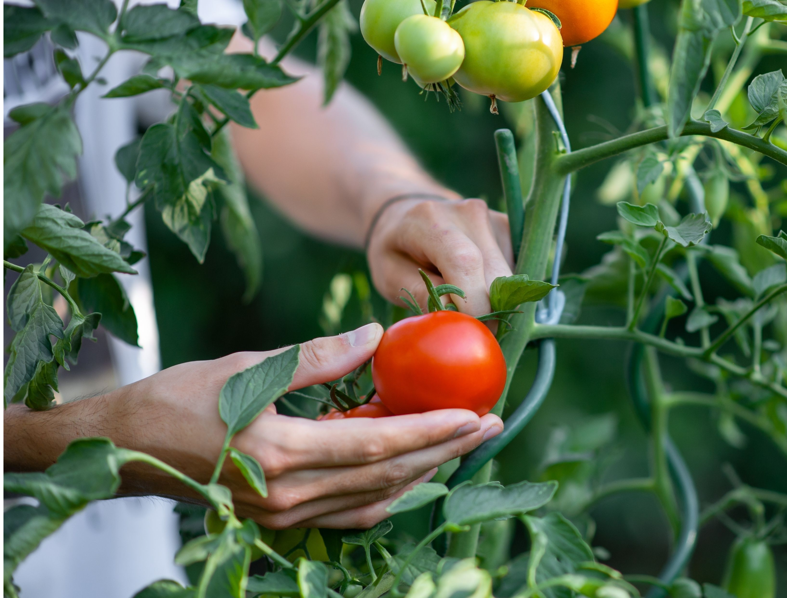 Growing Florida Everglades Tomatoes in South Florida, image size:2500x1900