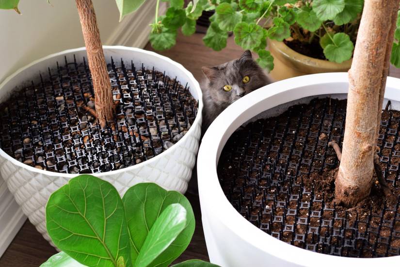 Keep Your Cats Out of Your Houseplants With These Simple Solutions