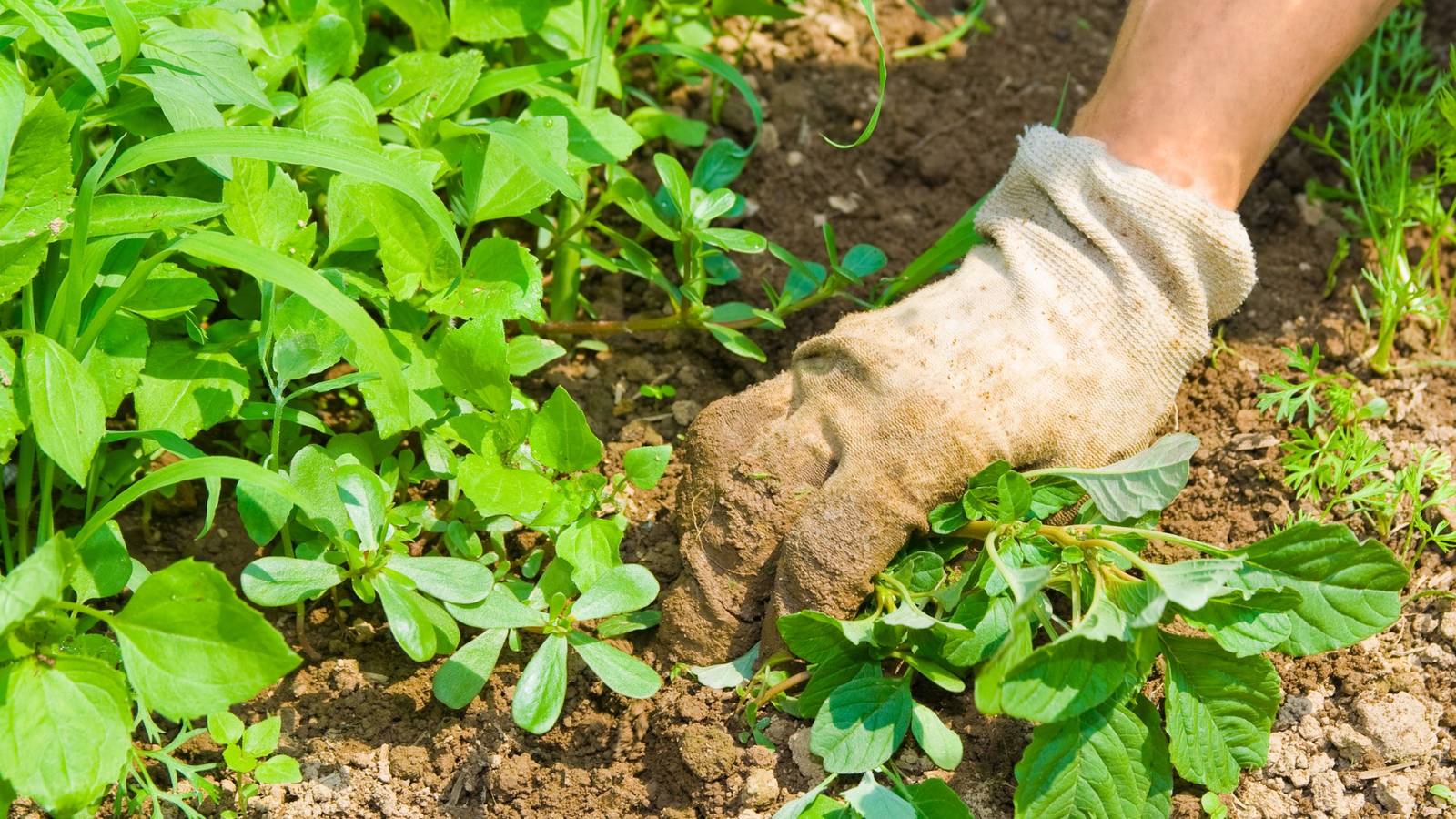 Picture of 5 Ways to Keep Weeds Out of Your Garden