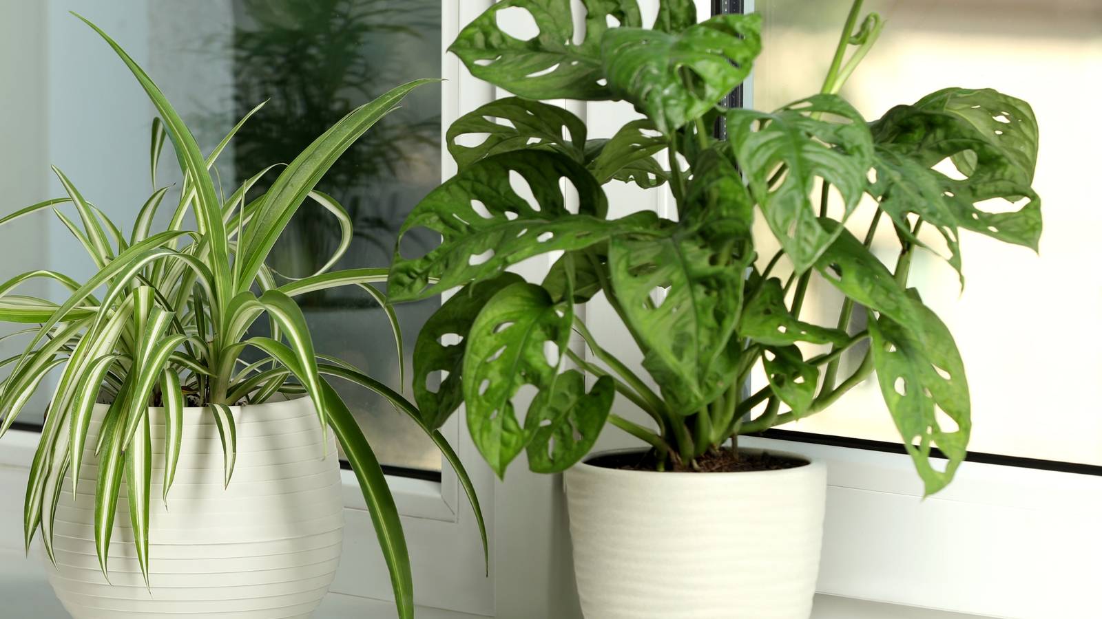 5 Monstera Varieties for Your Home